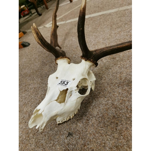 353 - Set Of Stag Antlers & Skull, 5 Point Antlers
