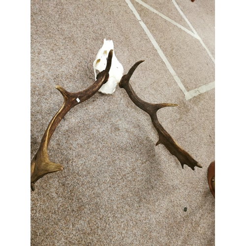 353 - Set Of Stag Antlers & Skull, 5 Point Antlers