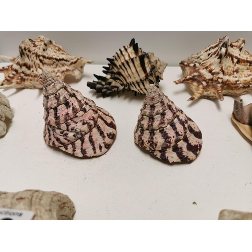 368 - Quanity Of 10 Collectable Large Sea Shells