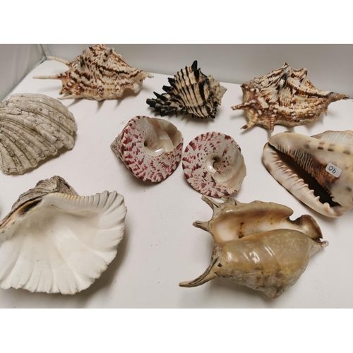 368 - Quanity Of 10 Collectable Large Sea Shells
