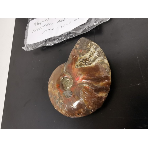 421 - 94g Ammonite Aged Between 90 And 100 Million Years Old Still Retains Its Shell