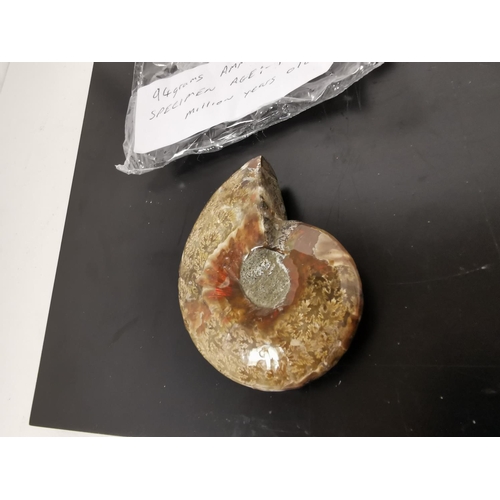 421 - 94g Ammonite Aged Between 90 And 100 Million Years Old Still Retains Its Shell