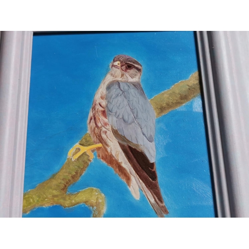 100 - Framed Oil On Board Of A Kestrel On Branch By Denby Sweeting