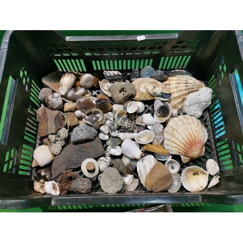 192 - Tray full of fossils shells unusual stones etc