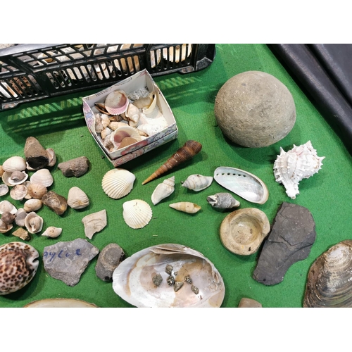 192 - Tray full of fossils shells unusual stones etc