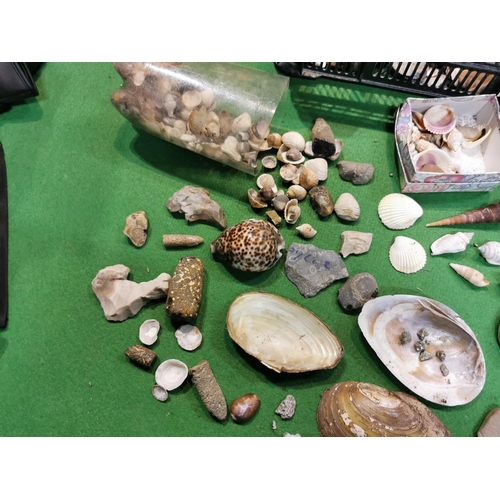 192 - Tray full of fossils shells unusual stones etc