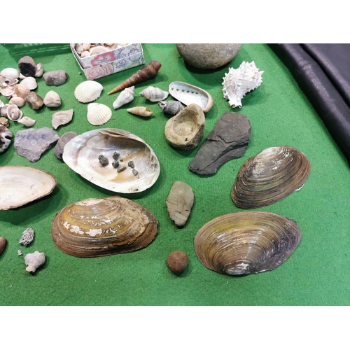 192 - Tray full of fossils shells unusual stones etc