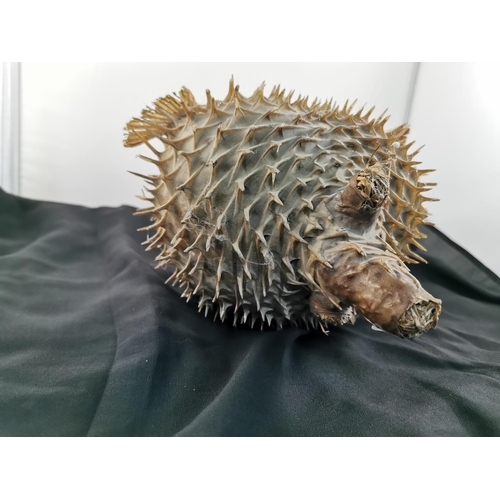 214 - Well done unusually large antique taxidermy Puffer Fish, 28cm by 25cm