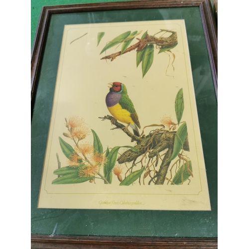 408 - Framed plates of birds