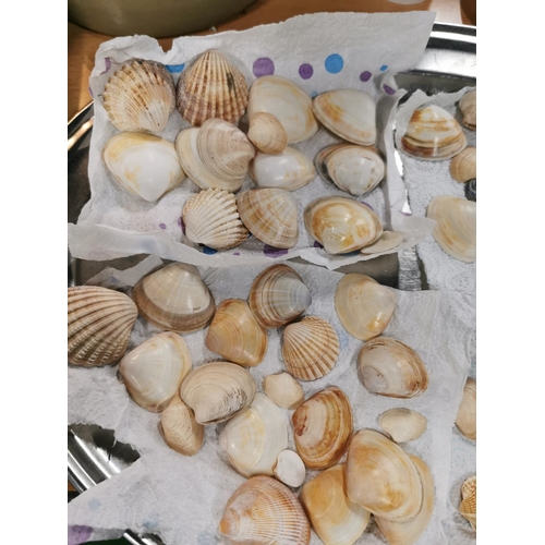 94 - Two trays of 160 plus vintage sea shells collected during holidays in the 1950's and 1960's, (trays ... 