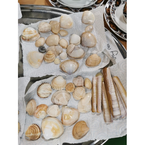 94 - Two trays of 160 plus vintage sea shells collected during holidays in the 1950's and 1960's, (trays ... 