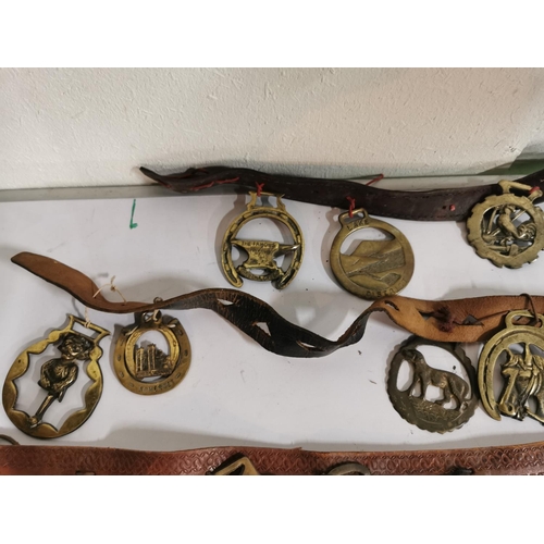 127 - Approx. 48 good antique horse brasses on leather straps