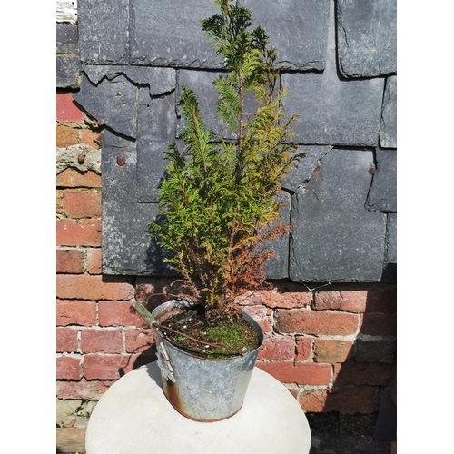 429 - Pair of stoneware saddle stones  along with a conifer tree in a galvanised planter, height of stones... 