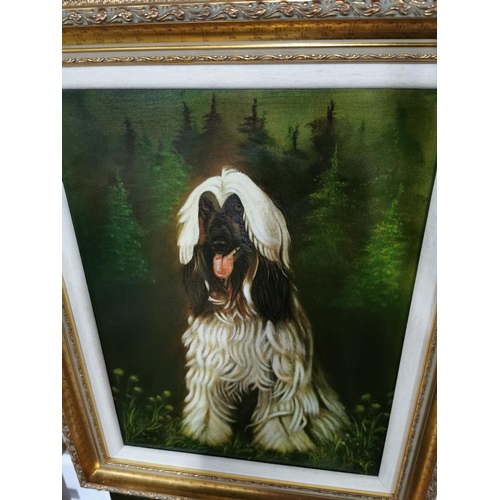 55 - Gilt Framed Oil Painting on canvas of Afghan Hound dog in a woodland scene, showing excellent charac... 