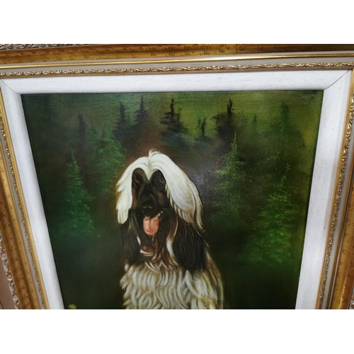 55 - Gilt Framed Oil Painting on canvas of Afghan Hound dog in a woodland scene, showing excellent charac... 