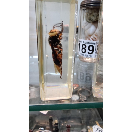 188 - Collection of 5 genuine vintage taxidermy insects set in resin, inc a large tic, a scorpion, a large... 