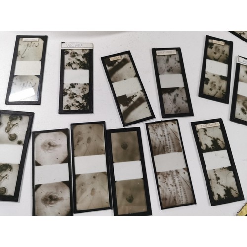 37 - Very large collection of Antique stereoscopic glass slides of microscopic life well over 100 slides