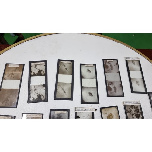 37 - Very large collection of Antique stereoscopic glass slides of microscopic life well over 100 slides