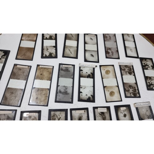 37 - Very large collection of Antique stereoscopic glass slides of microscopic life well over 100 slides