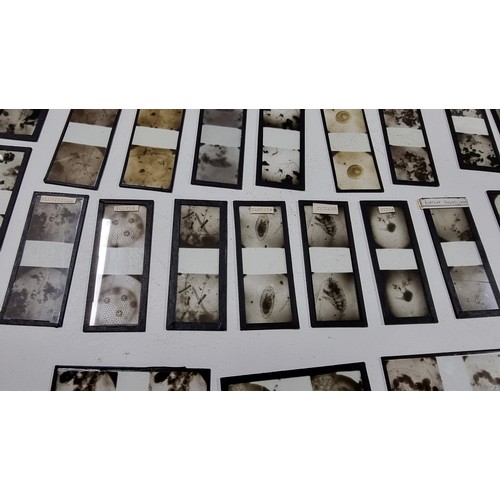 37 - Very large collection of Antique stereoscopic glass slides of microscopic life well over 100 slides