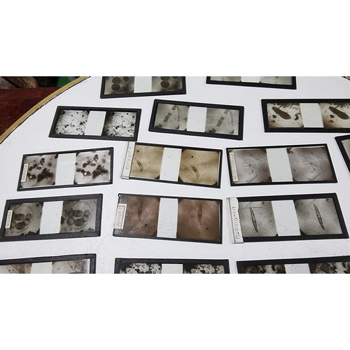 37 - Very large collection of Antique stereoscopic glass slides of microscopic life well over 100 slides