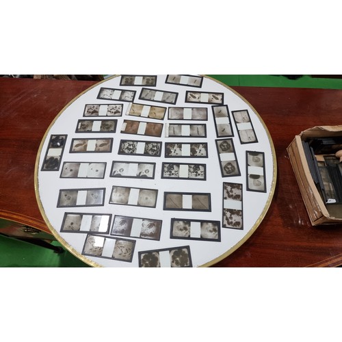 37 - Very large collection of Antique stereoscopic glass slides of microscopic life well over 100 slides