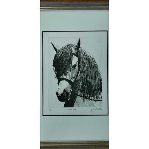 49 - 4x framed and glazed prints inc Haverford West Priory in Radnorshire, Portrait of a horse print - li... 