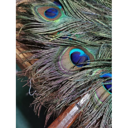 508 - Original Congo peacock feathered fan in excellent condition showing multiple peacock feather eyes. w... 