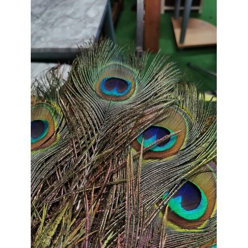 508 - Original Congo peacock feathered fan in excellent condition showing multiple peacock feather eyes. w... 