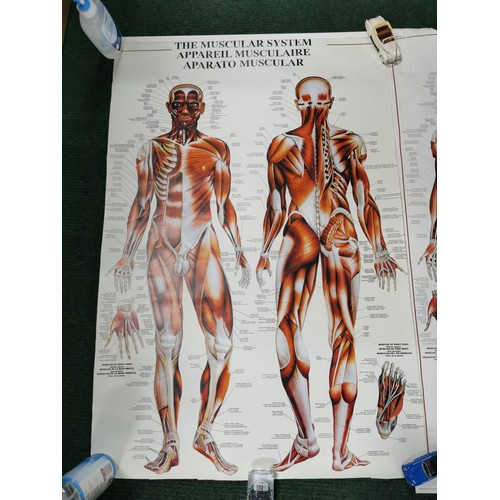 159 - 2x Male Muscular system eductional posters both in good order with their plastic hangers. measuring ... 