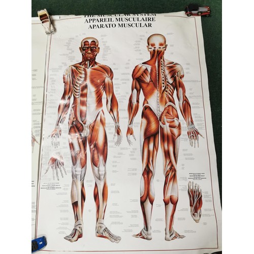 159 - 2x Male Muscular system eductional posters both in good order with their plastic hangers. measuring ... 