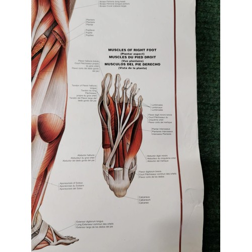 159 - 2x Male Muscular system eductional posters both in good order with their plastic hangers. measuring ... 