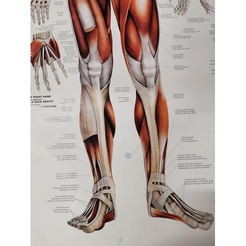 159 - 2x Male Muscular system eductional posters both in good order with their plastic hangers. measuring ... 