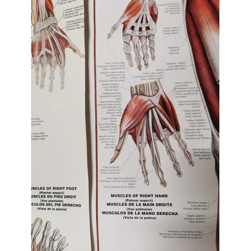 159 - 2x Male Muscular system eductional posters both in good order with their plastic hangers. measuring ... 