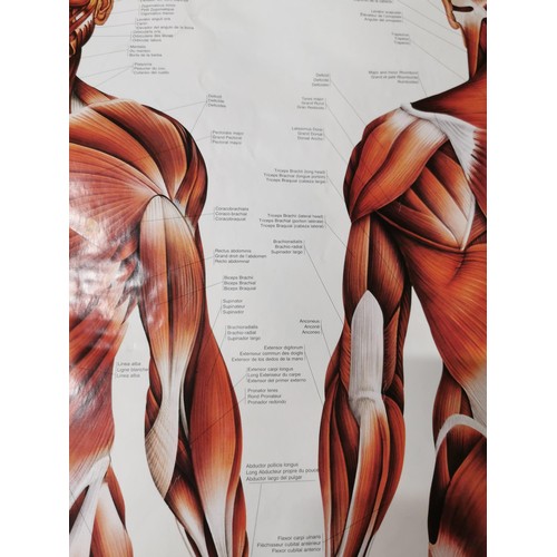 159 - 2x Male Muscular system eductional posters both in good order with their plastic hangers. measuring ... 