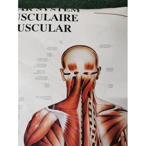 159 - 2x Male Muscular system eductional posters both in good order with their plastic hangers. measuring ... 