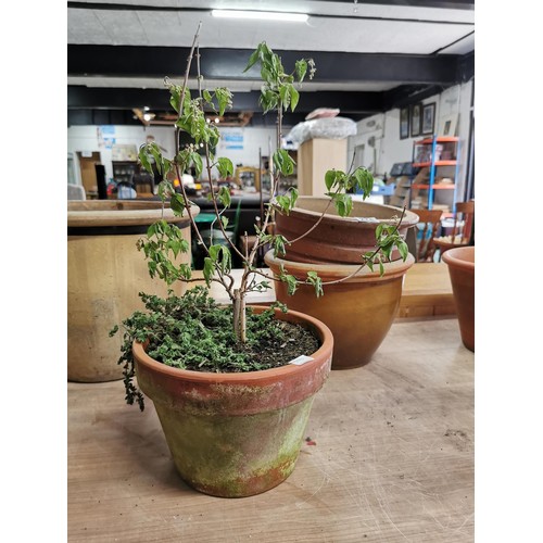 274 - Quantity of 5 well made stoneware planters in good orders of varying sizes one has a Buddleia plante... 