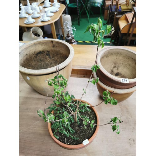 274 - Quantity of 5 well made stoneware planters in good orders of varying sizes one has a Buddleia plante... 