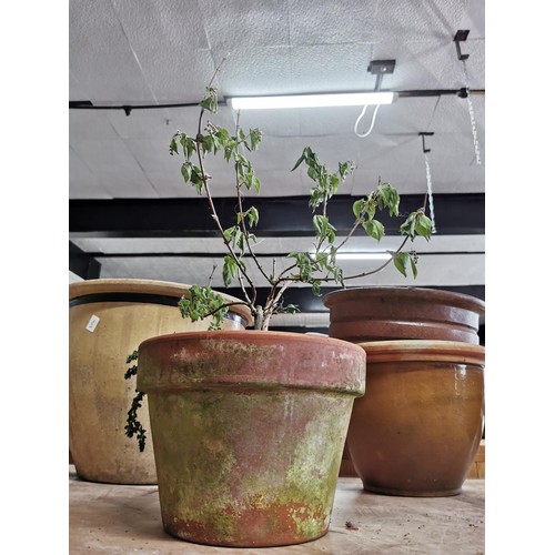 274 - Quantity of 5 well made stoneware planters in good orders of varying sizes one has a Buddleia plante... 