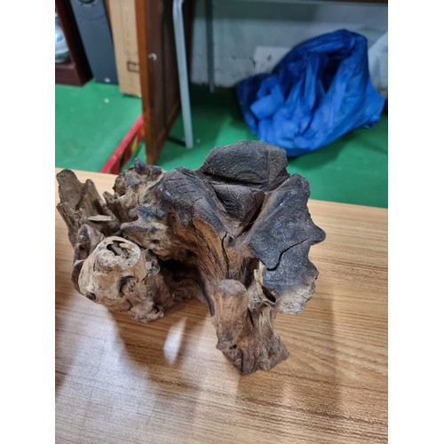 32 - 2 large root wood ornaments with an impressive natural root design, largest one has a height of 43cm... 