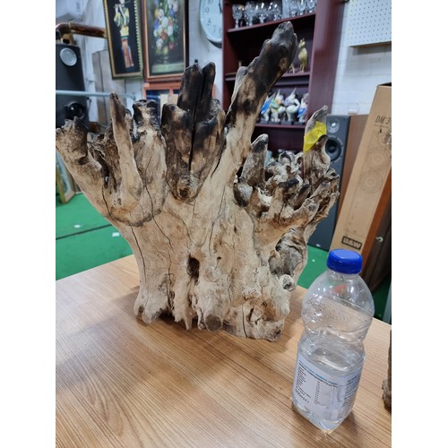 32 - 2 large root wood ornaments with an impressive natural root design, largest one has a height of 43cm... 