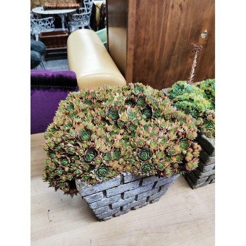 50 - 2x 1970's brick design concrete planters containing succulents ready to go straight in the garden he... 