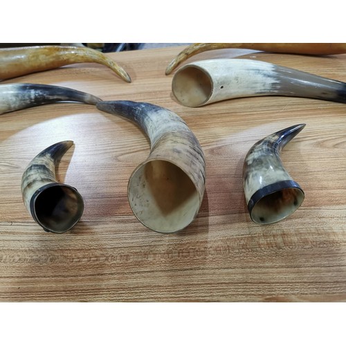 228 - 7x polished bull horns of various sizes inc 2x with metal banding to the top largest horns measures ... 