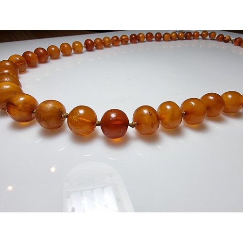 351 - A large vintage genuine egg yolk amber hand knotted beaded necklace, featuring graduated amber beads... 