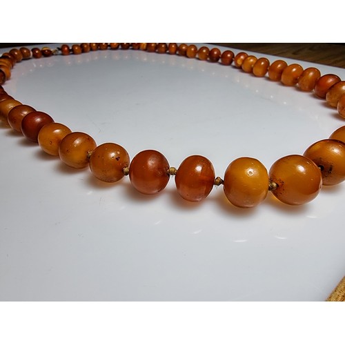 351 - A large vintage genuine egg yolk amber hand knotted beaded necklace, featuring graduated amber beads... 