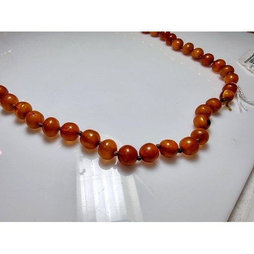 351 - A large vintage genuine egg yolk amber hand knotted beaded necklace, featuring graduated amber beads... 