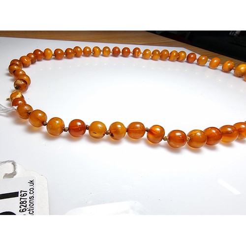 351 - A large vintage genuine egg yolk amber hand knotted beaded necklace, featuring graduated amber beads... 