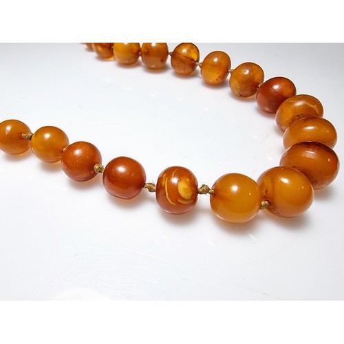 351 - A large vintage genuine egg yolk amber hand knotted beaded necklace, featuring graduated amber beads... 