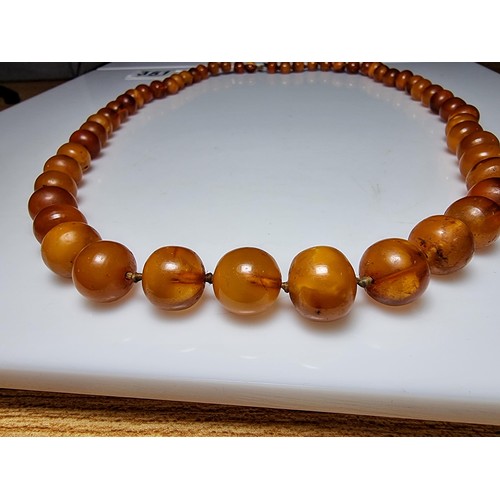 351 - A large vintage genuine egg yolk amber hand knotted beaded necklace, featuring graduated amber beads... 