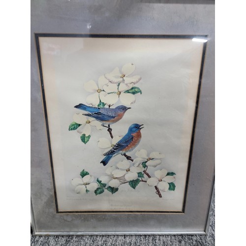 8 - Collection of 4x framed and glazed pictures inc 2 bird prints by James Gordon Irving, an unsigned wa... 